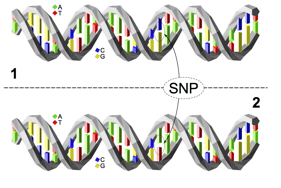 SNP_ADN_Wikipedia